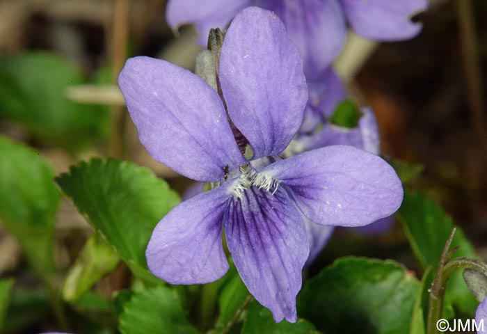 Viola riviniana