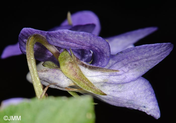 Viola riviniana