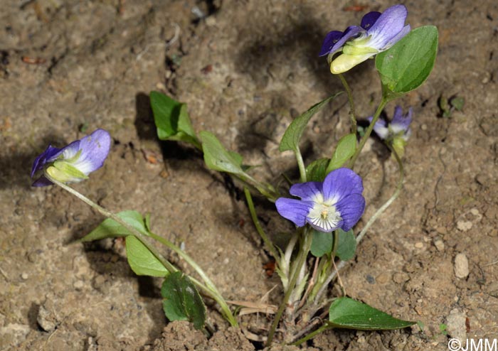 Viola riviniana