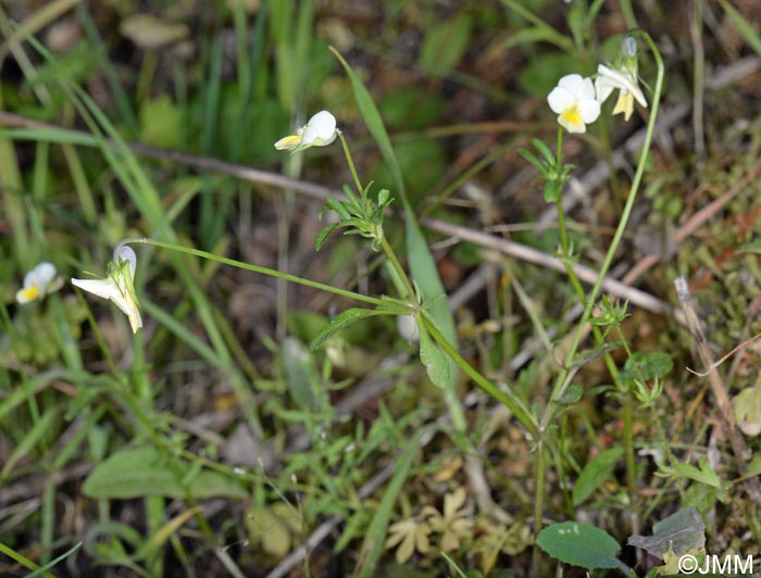 Viola roccabrunensis