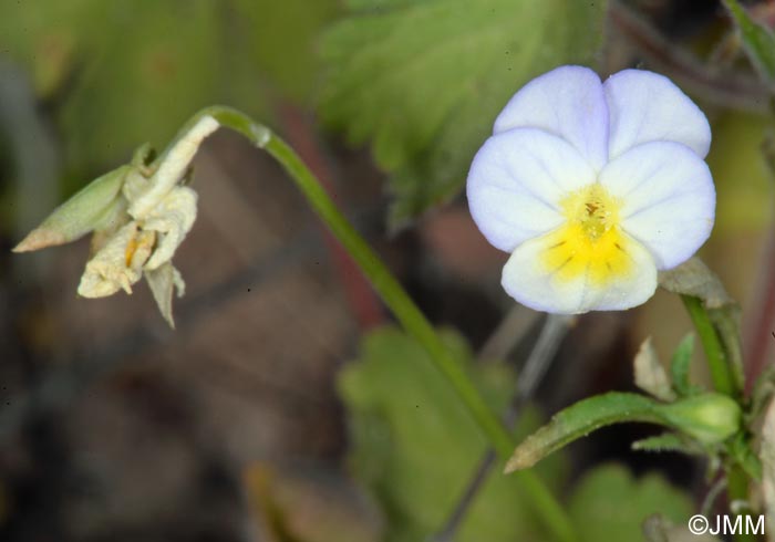 Viola roccabrunensis