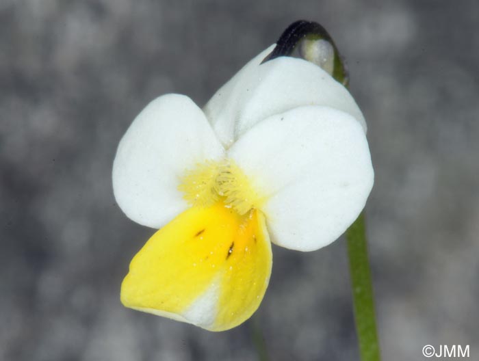 Viola roccabrunensis