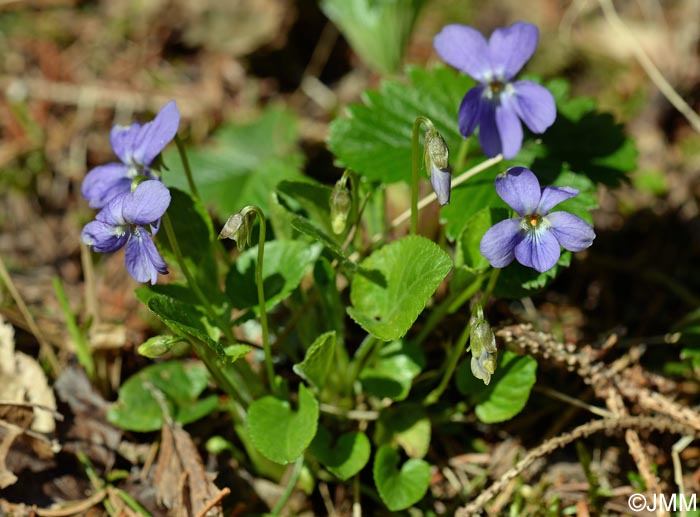 Viola suavis