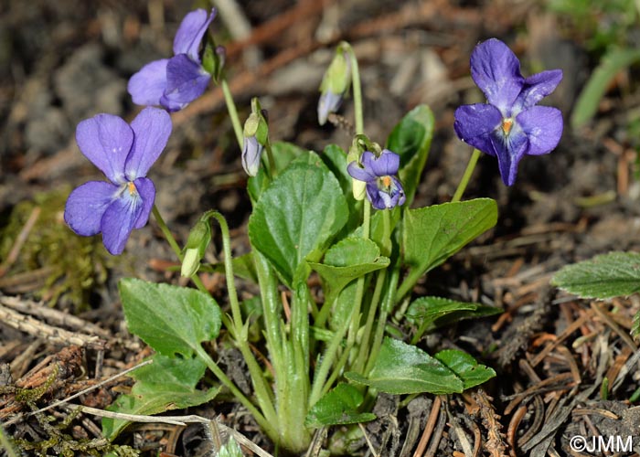 Viola suavis