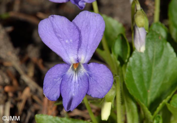 Viola suavis