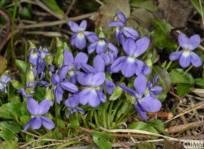 Viola suavis