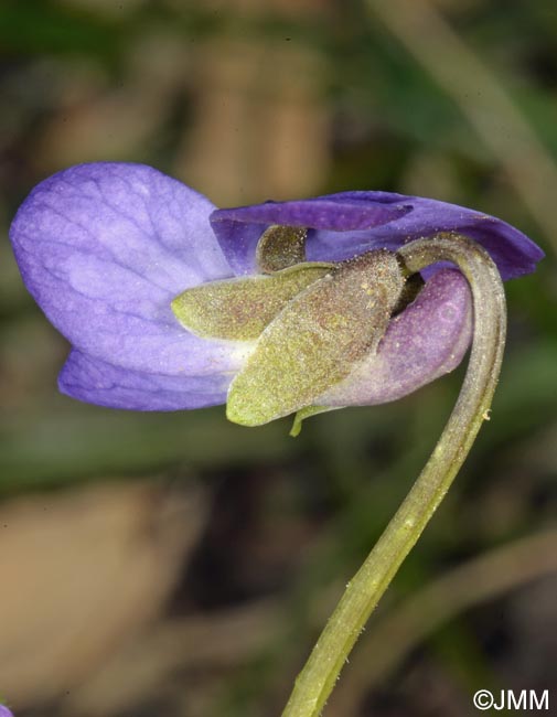 Viola suavis