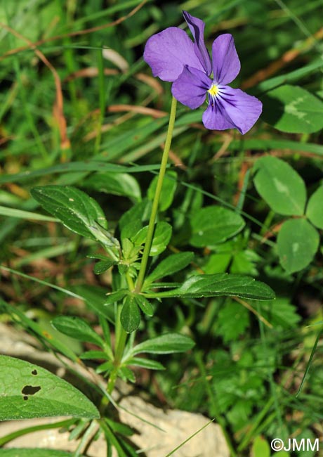 Viola lutea = Viola sudetica