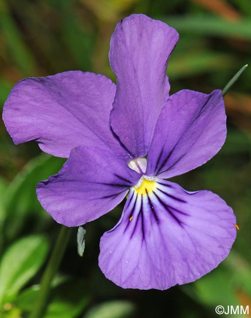 Viola lutea = Viola sudetica