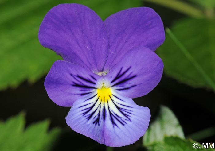 Viola lutea = Viola sudetica