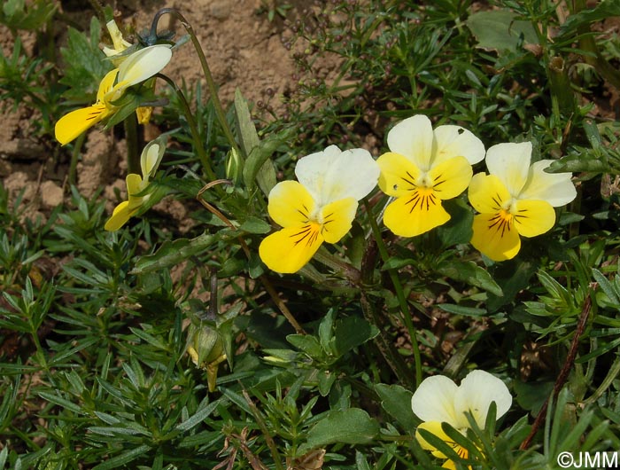 Viola tricolor subsp. saxatilis = Viola tricolor subsp. subalpina