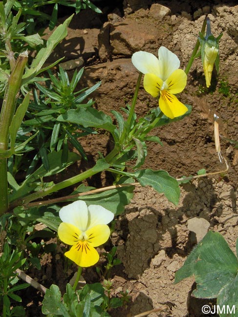 Viola tricolor subsp. saxatilis = Viola tricolor subsp. subalpina