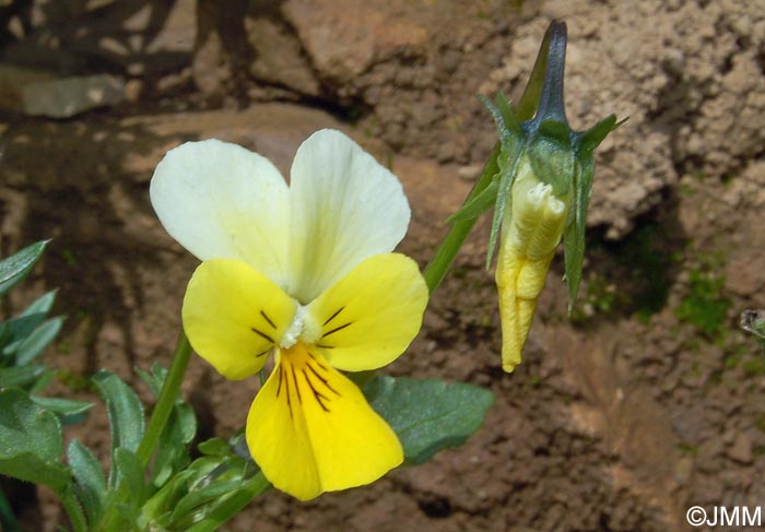 Viola tricolor subsp. saxatilis = Viola tricolor subsp. subalpina