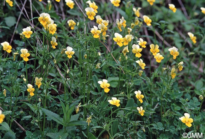 Viola tricolor subsp. saxatilis = Viola tricolor subsp. subalpina