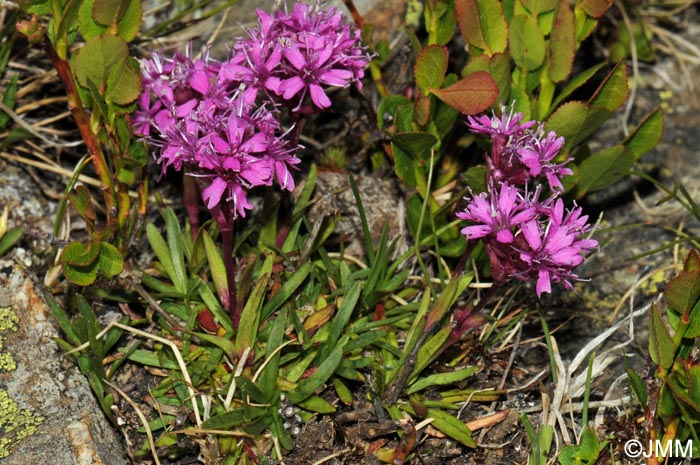 Viscaria alpina = Lychnis alpina