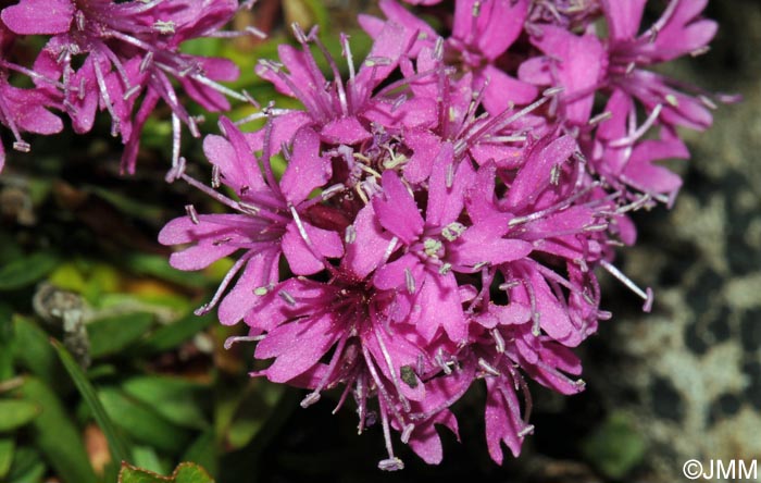 Viscaria alpina = Lychnis alpina