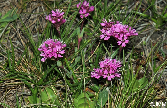 Viscaria alpina = Lychnis alpina