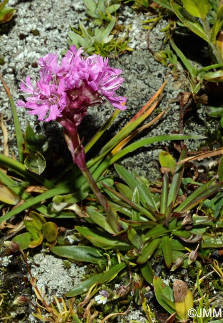 Viscaria alpina = Lychnis alpina