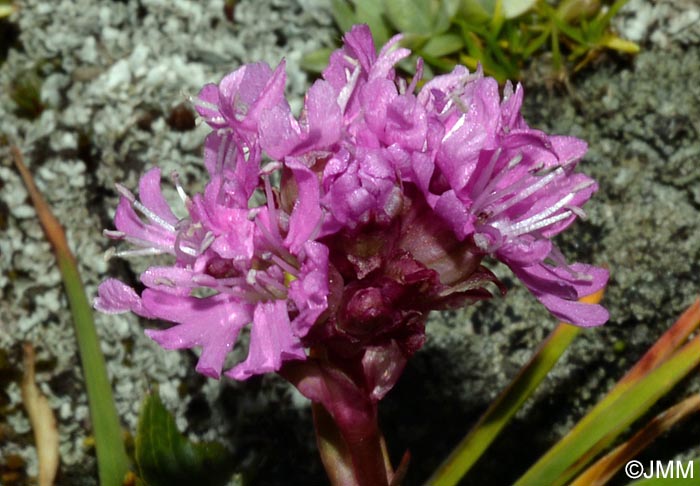 Viscaria alpina = Lychnis alpina