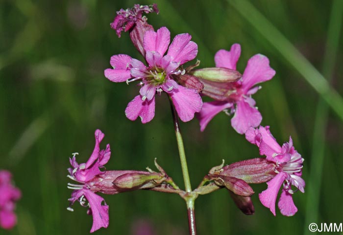 Viscaria vulgaris = Silene viscaria