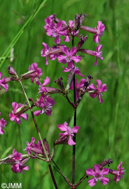 Viscaria vulgaris = Silene viscaria