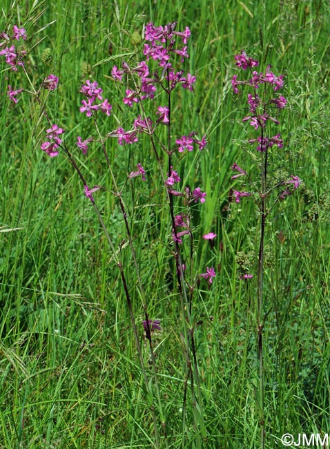 Viscaria vulgaris = Silene viscaria