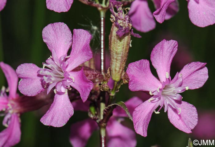 Viscaria vulgaris = Silene viscaria