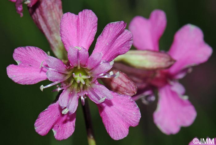 Viscaria vulgaris = Silene viscaria