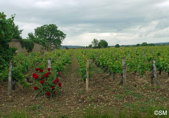 Vitis vinifera subsp. vinifera