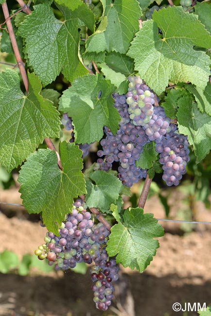 Vitis vinifera subsp. vinifera