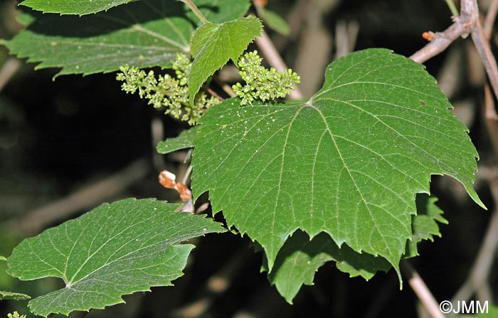 Vitis vinifera subsp. vinifera