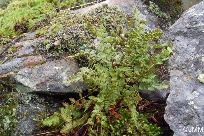 Woodsia alpina