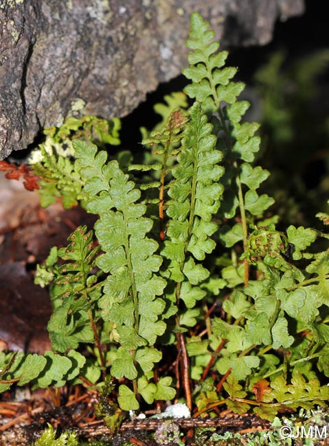 Woodsia alpina