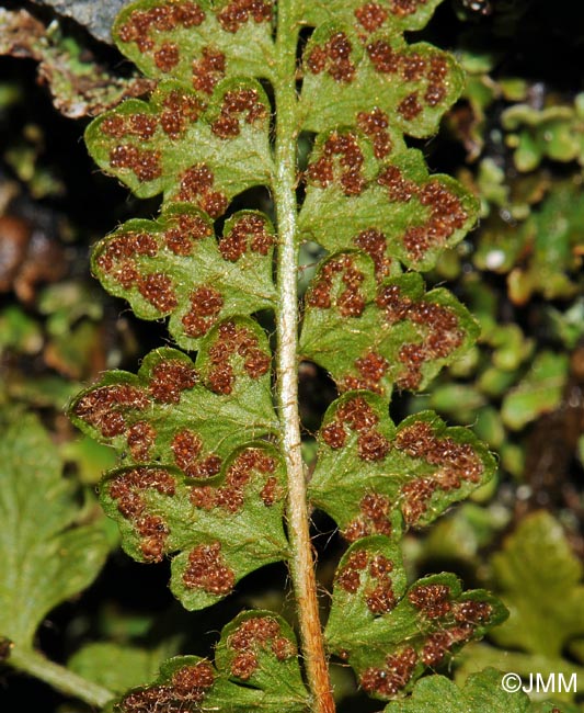 Woodsia alpina