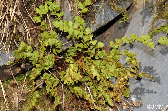 Woodsia alpina