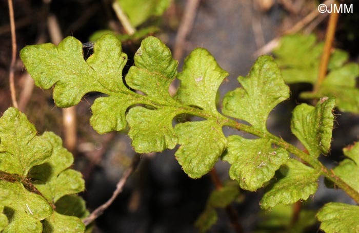 Woodsia alpina