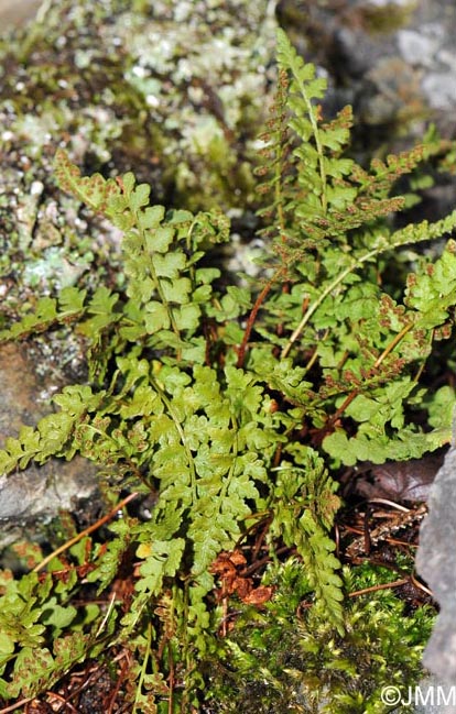 Woodsia alpina