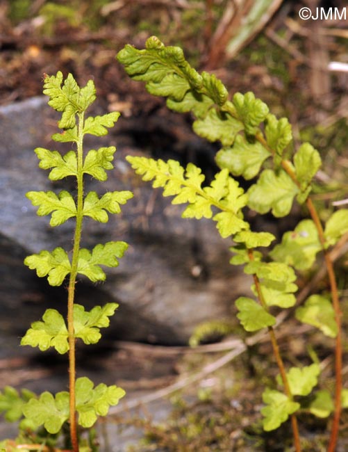 Woodsia alpina