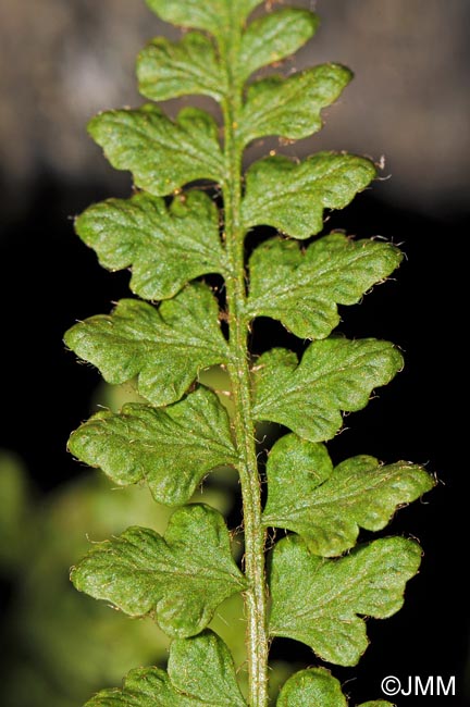 Woodsia alpina