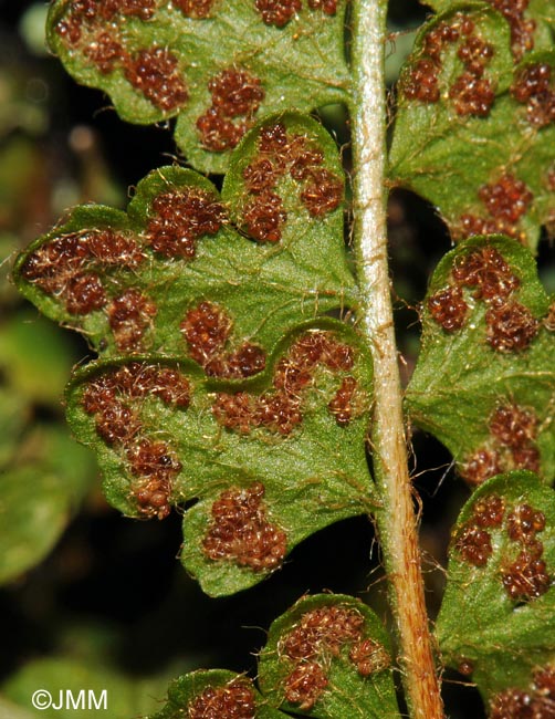 Woodsia alpina