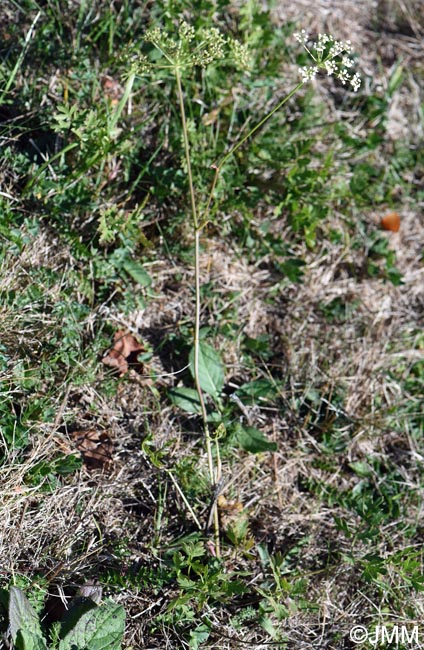 Xanthoselinum alsaticum subsp. venetum = Peucedanum venetum