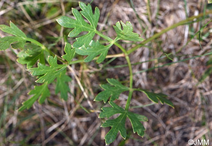 Xanthoselinum alsaticum subsp. venetum = Peucedanum venetum