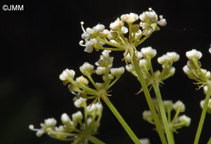 Xanthoselinum alsaticum subsp. venetum = Peucedanum venetum
