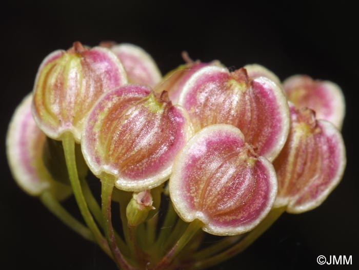 Xanthoselinum alsaticum subsp. venetum = Peucedanum venetum