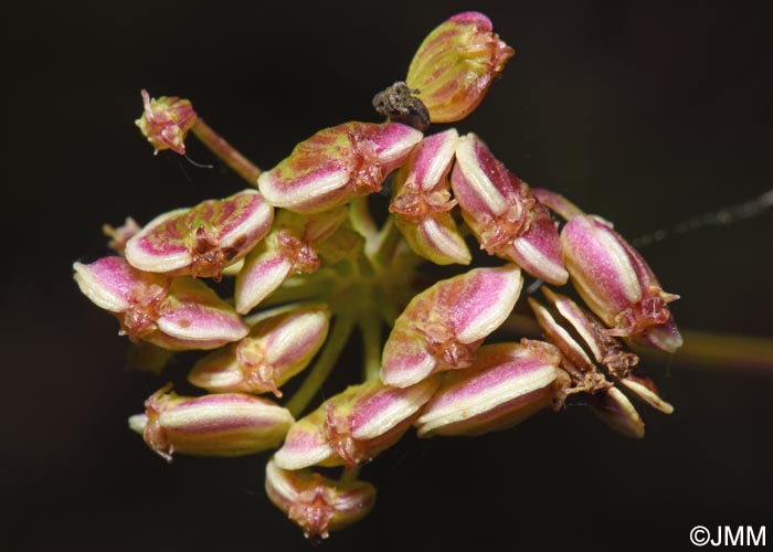Xanthoselinum alsaticum subsp. venetum = Peucedanum venetum
