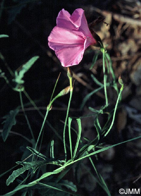 Convolvulus althaeoides