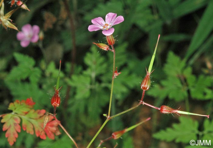 Geranium robertianum