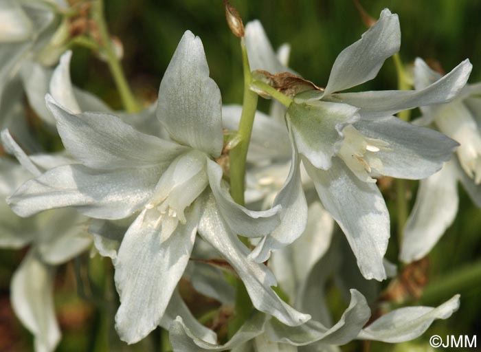 Honorius nutans = Ornithogalum nutans