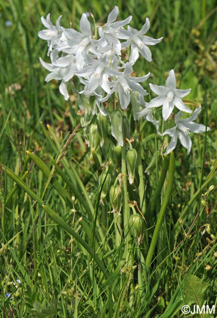 Honorius nutans = Ornithogalum nutans