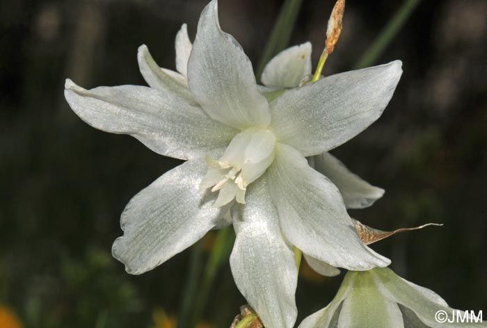 Honorius nutans = Ornithogalum nutans